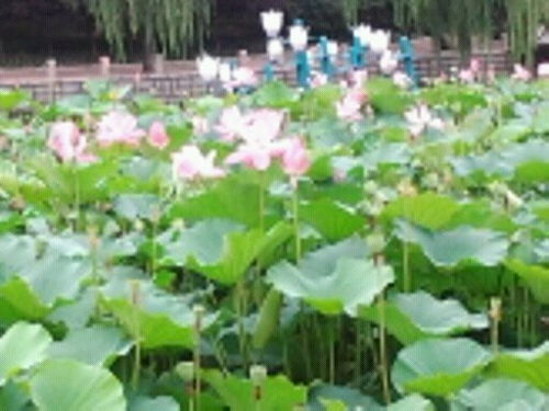 夏日清韵 荷花养护全攻略与藏花阁之家