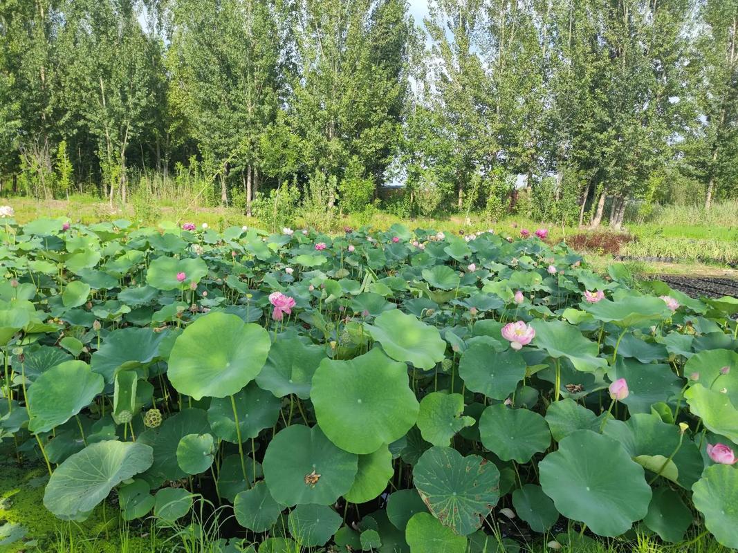 水生植物基地.水生植物源头种植基地 包施工,包后期维护 #水