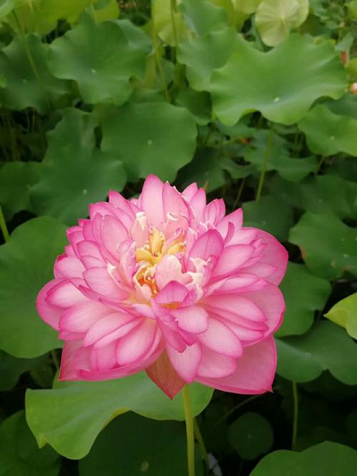 水生植物大量上市出售中