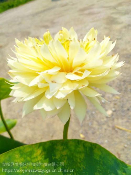 美水生植物18833230022】批发_厂家-安新县境美水生植物种植