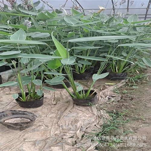 水生植物 再力花睡莲水生美人蕉 水生植物基地 青州花卉