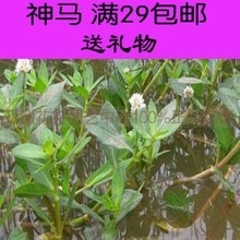 【水花生】最新最全水花生 产品参考信息