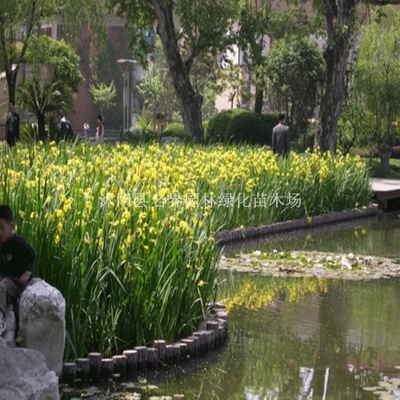 优质水生植物菖蒲批量供应——湿地绿化首选正品保证