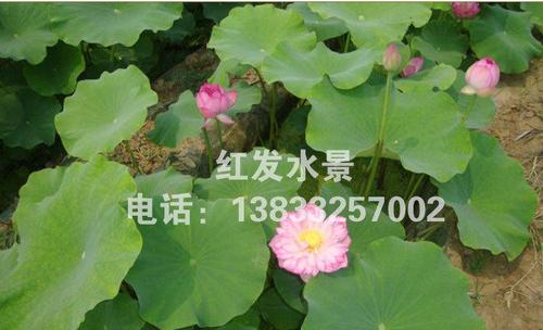 盆栽荷花种苗养护指南