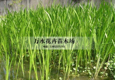 水菖蒲 端午清供与水中雅景的完美结合