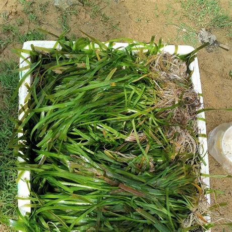 苦草批发厂家直销 水生植物供应商一站式采购指南