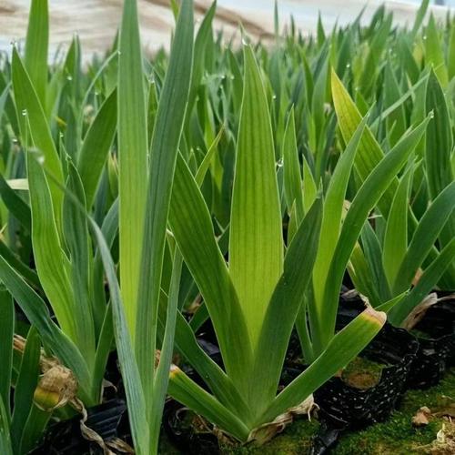 水生植物怎么选？紫色老鸢尾喜阳易栽，湿地绿化好帮手