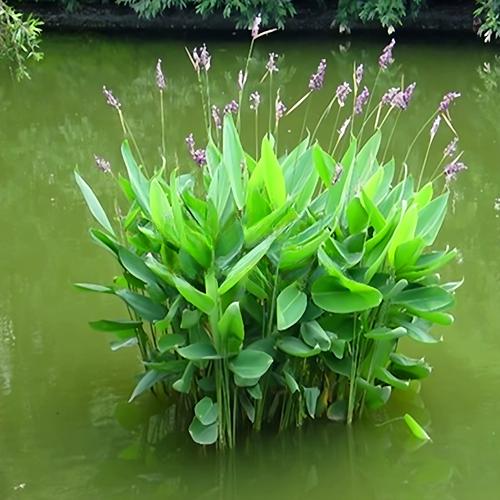 再力花 优雅的水上仙子，庭院与水景的绿化明星