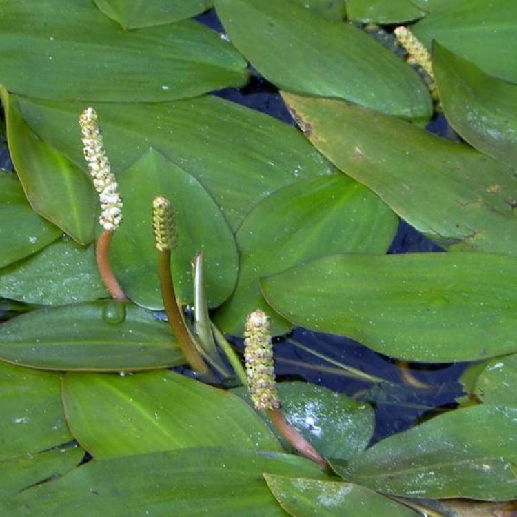 批发水生植物眼子菜 沉水植物微齿眼子菜与马来眼子菜的种植、应用与采购全指南